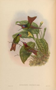 Diphlogaena hesperus = Coeligena iris hesperus door John Gould